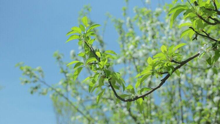 春季树林白色花朵空境惬意微风