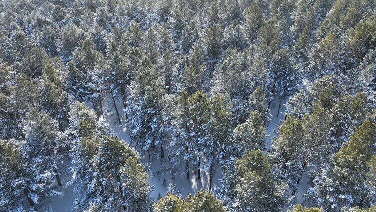 航拍下雪时的林海雪原绿色松林