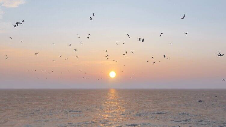 大海飞翔的海鸥