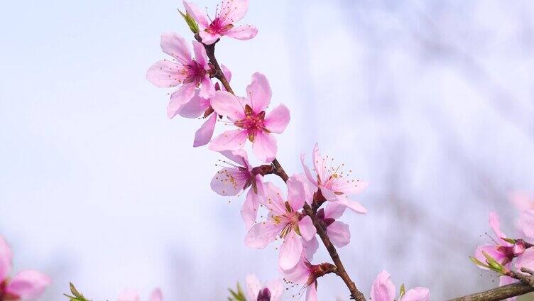 春天，柳树，河流，桃花