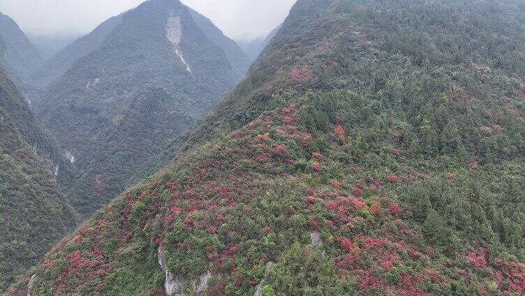 三峡秭归香溪河红叶