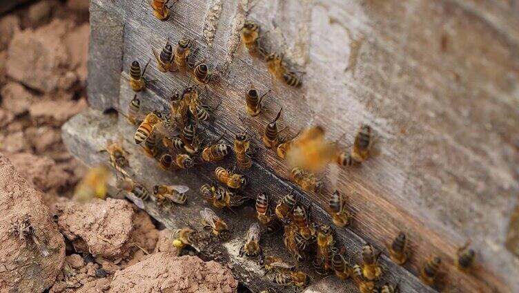 蜜蜂采蜜归巢多组镜头
