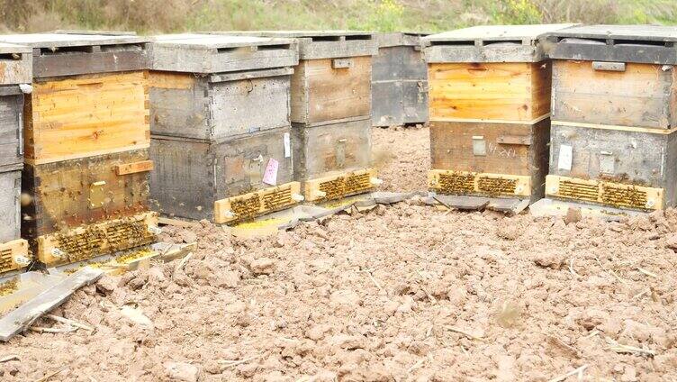 蜜蜂采蜜归巢多组镜头