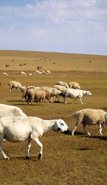 4K羊群吃草竖屏