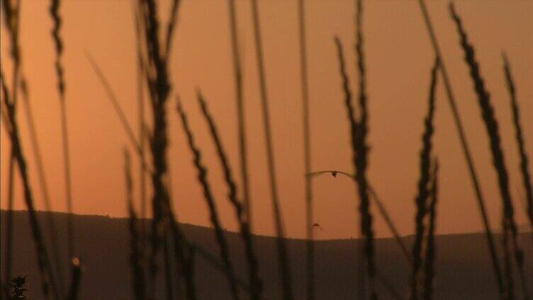 日出日落草丛鸟飞