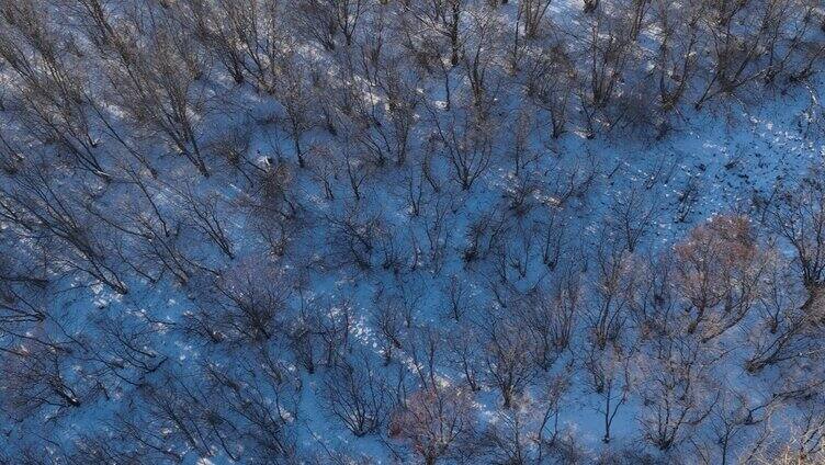 航拍雪原树林夕照