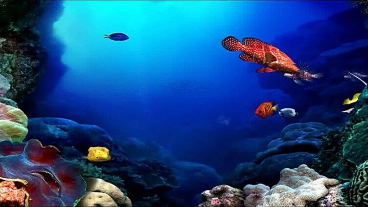 深海海底鱼群游动