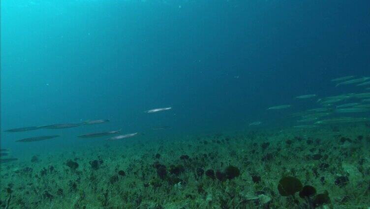 海底深海斑斓鱼群