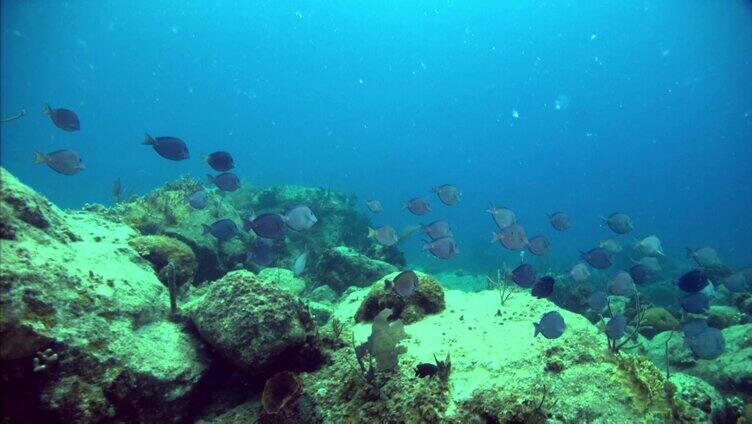 海底鱼群游动