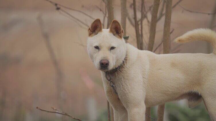 农村土狗 田园犬