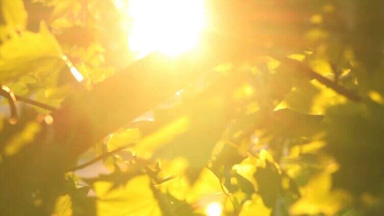 唯美小清新阳光透过枫叶