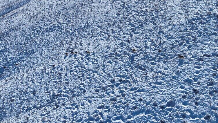 雪原山坡奔跑的狍子