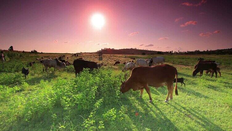 草原山川歌舞牛吃草