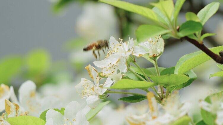 春天海棠花蜜蜂授粉采蜜