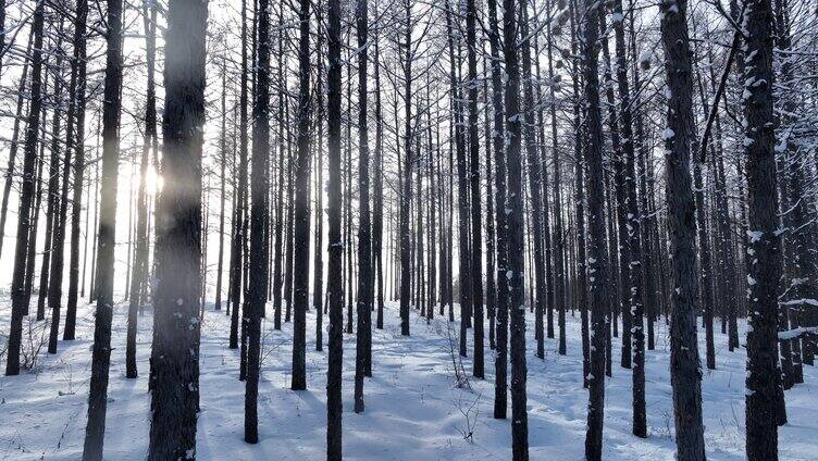 雪原松林雾凇