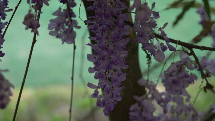紫藤花花瓣花朵盛开