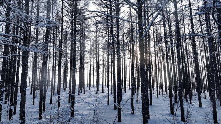 雪原松林雾凇