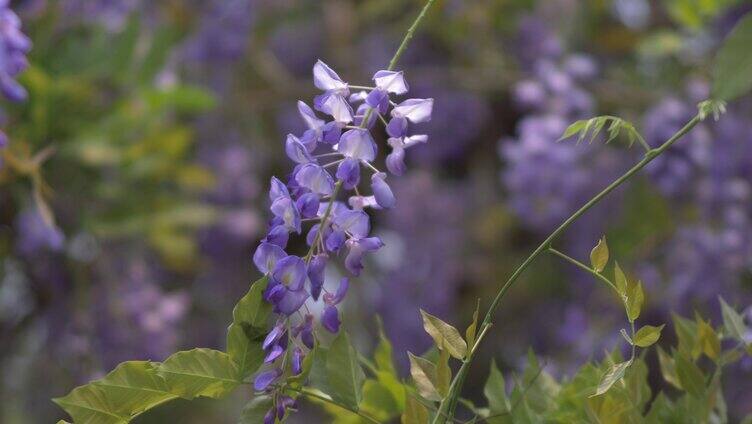 紫藤花花朵花瓣花开