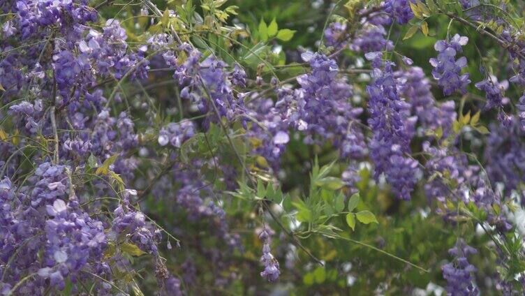 紫藤花花朵花瓣花开绽放