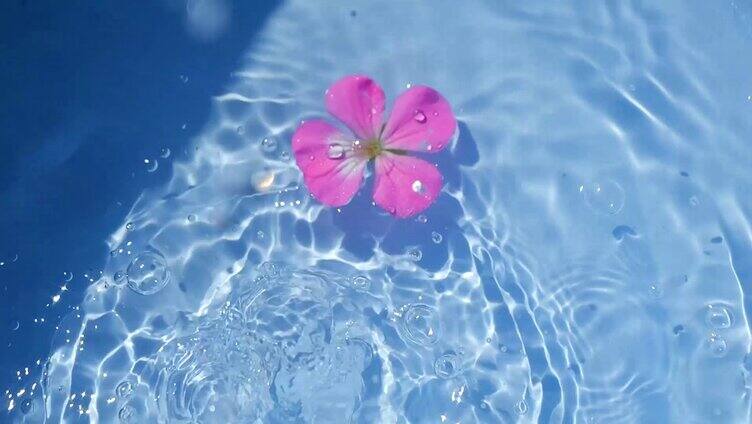 夏天花朵掉入水中