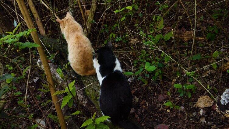 猫猫咪的背影森林里的猫咪