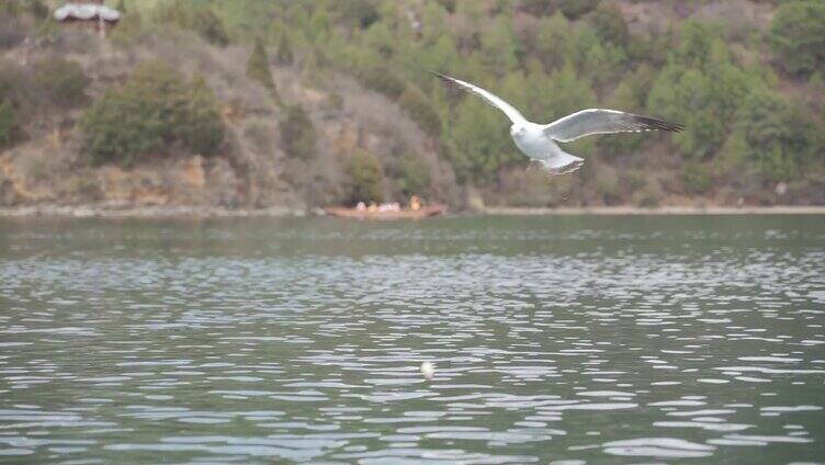 海鸥 泸沽湖