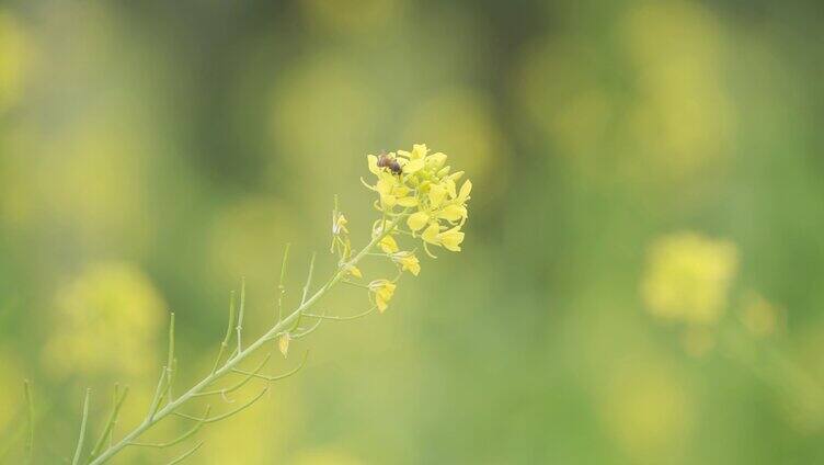 油菜花 蜜蜂采蜜