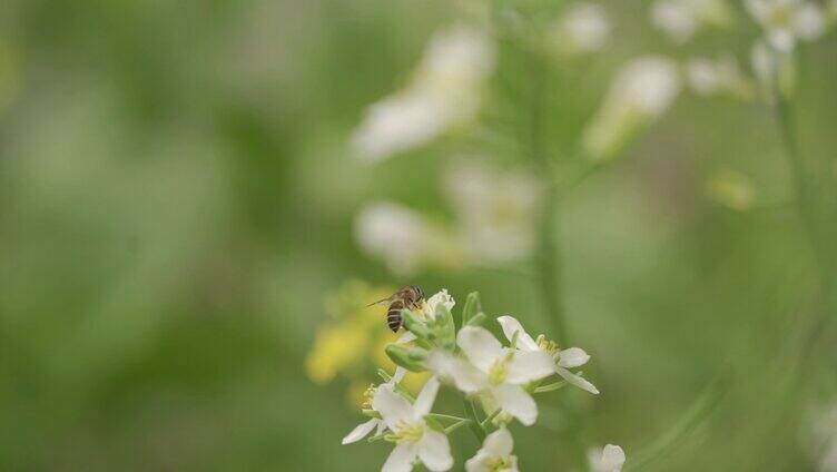 蜜蜂采蜜 油菜花