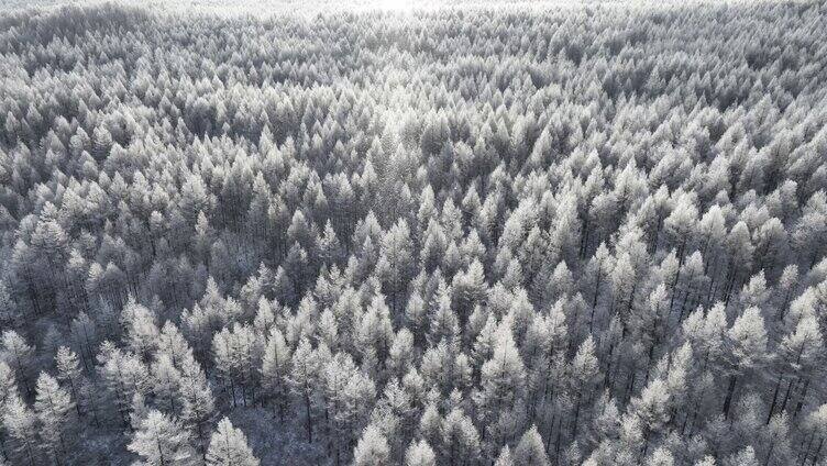 大兴安岭冬季飘落雪晶的阳光雪林