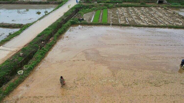 江西金溪：谷雨将至农事忙