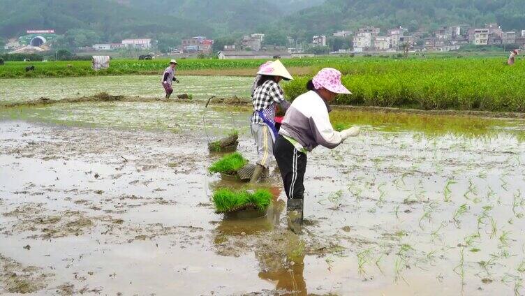 插秧 种水稻 水稻