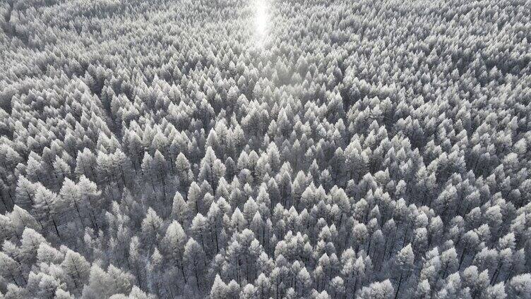 飘落雪晶的阳光雪林