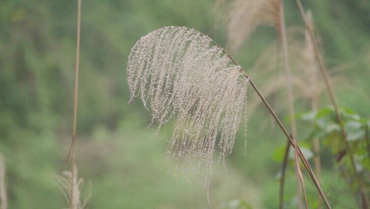 狗尾巴草 湿地芦苇