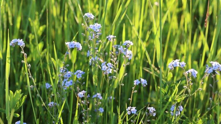 大兴安岭野生药用植物勿忘我