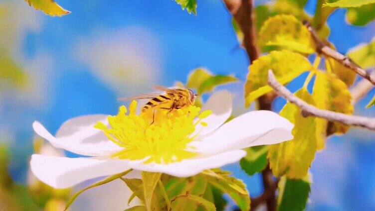 蜜蜂在花朵中采蜜