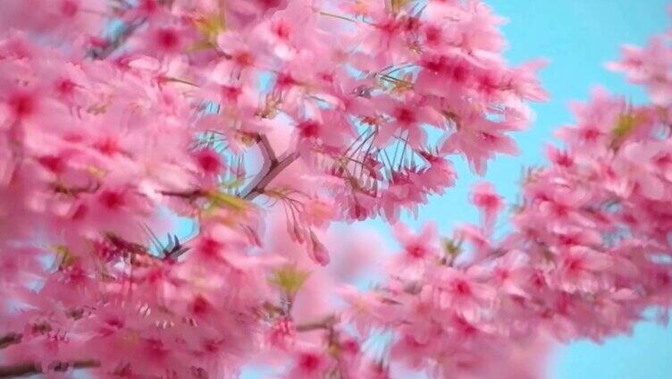 春天盛开的粉红色樱花