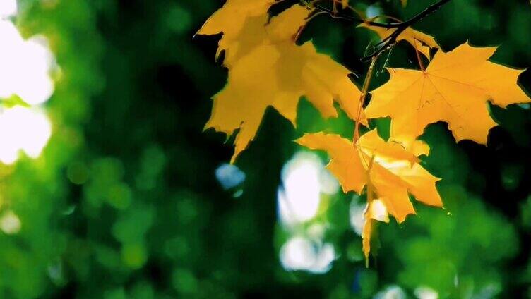 秋天微风中摇曳的枫叶