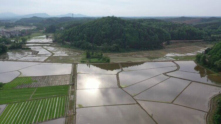 江西金溪：谷雨将至早稻栽插正当时