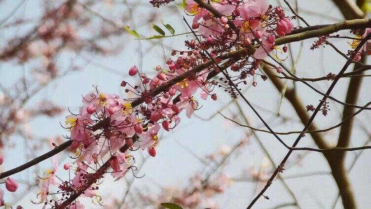 高清泰国樱花盛开视频