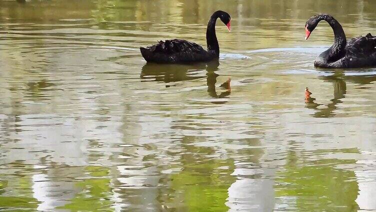 池塘里人工养的黑天鹅视频