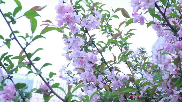 春天垂丝海棠花开种植树苗树林美好环境