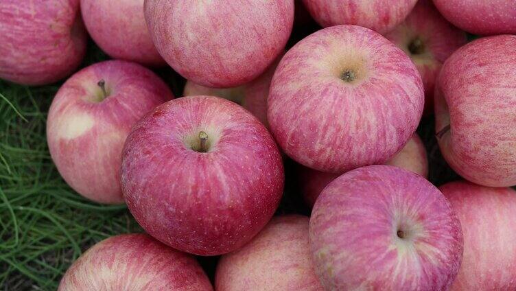 4K苹果-果园-富士苹果-水果-果子