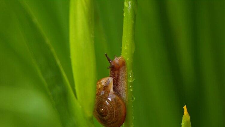 叶子上的蜗牛雨中蜗牛微距拍摄微生物自然