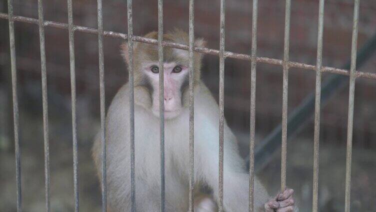 猴子关在笼子里