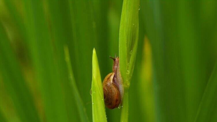 叶子上的蜗牛雨中蜗牛微距拍摄微生物自然