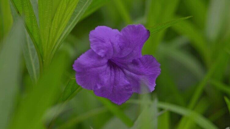 紫色花朵花瓣花开特写