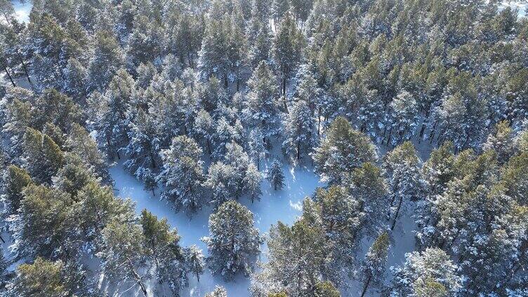 航拍下雪时的林海雪原绿色松林