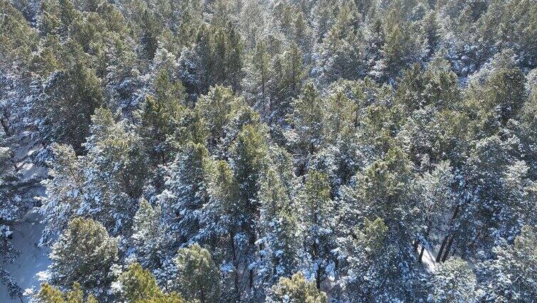 航拍下雪时的林海雪原绿色松林