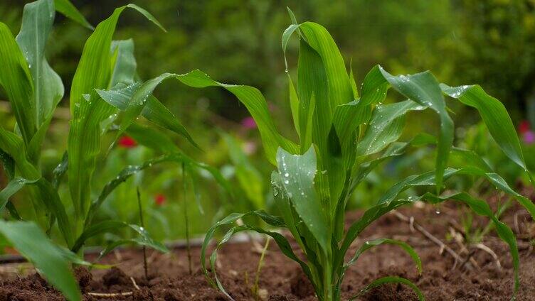 雨中的玉米苗下雨雨滴