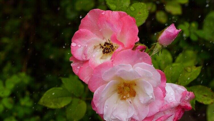 雨中的蔷薇花